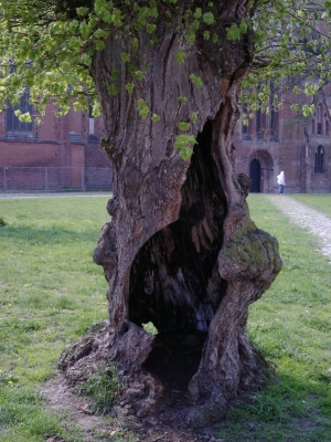 Offener Baum
