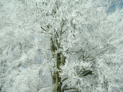 Schneebedeckter Baum