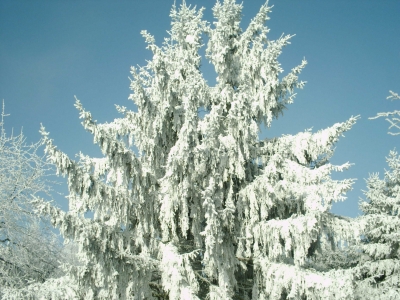 Schneebedeckter Baum II