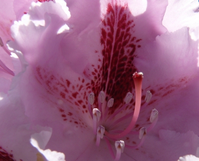 Staubgefäße und Stempel einer Rhododendronblüte