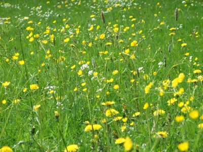 Ein herrlicher Frühsommertag 5