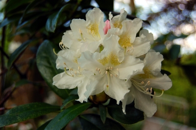 zarte Rhododendronblüten im Abendlicht