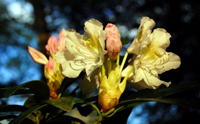 zarte Rhododendronblüten im Abendlicht #2