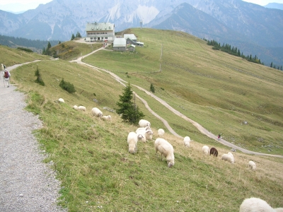 Schafe an der Rotwand