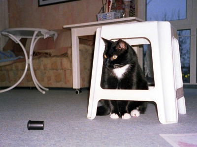 Meine Katze Luzi(fer) im Jahr 2007
