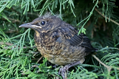 junge Amsel 1