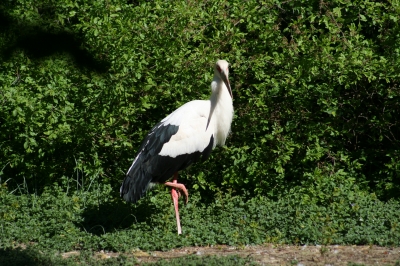 Storch