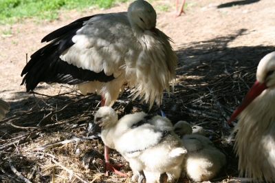 Storchennest