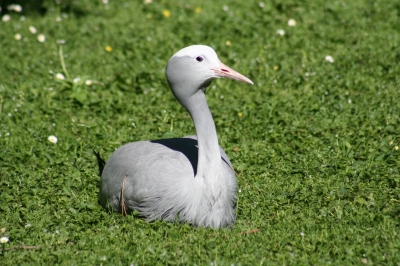 Ein KeineAhnungVogel.... Paradieskranich