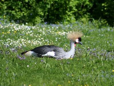 Auf der Wiese