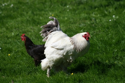 Hühnerfamilie