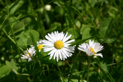 Gänseblümchen