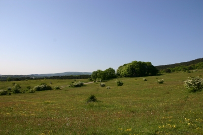 Perchtoldsdorfer Heide