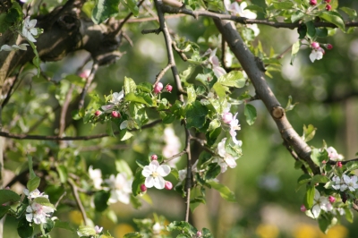 Kirschblüten