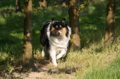 Collie