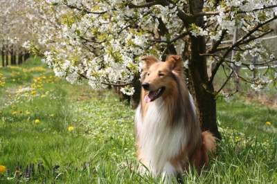 Collie