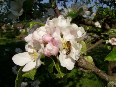 Apfelblüte mit Biene