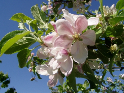 Apfelblüte mit heranfliegender Biene