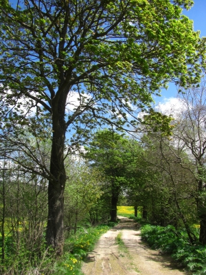 Natur im Frühling / 1