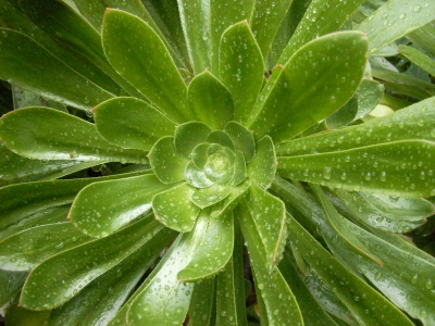 Hauswurz/Steinrose (Aeonium arboreum) I