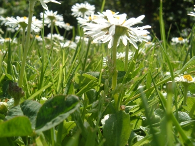 Gänseblümchen