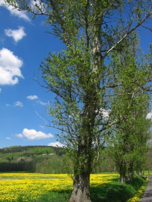 Natur im Frühling / 3