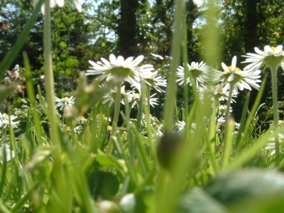 Gänseblümchen