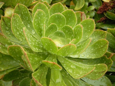 Hauswurz/Steinrose (Aeonium arboreum) II