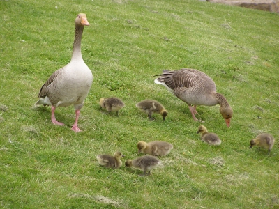 Gänsefamilie