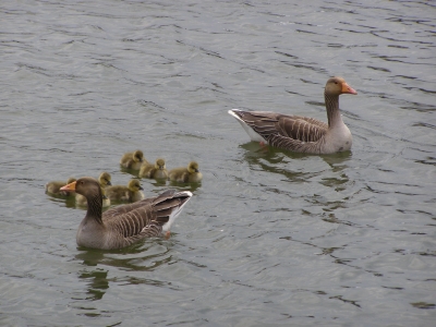 Gänsefamilie