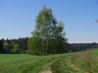 Natur im Frühling / 7