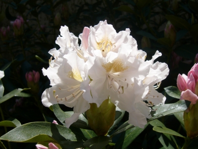 Rhododendronbluete 2
