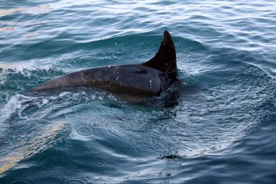 Abtauchender Delfin