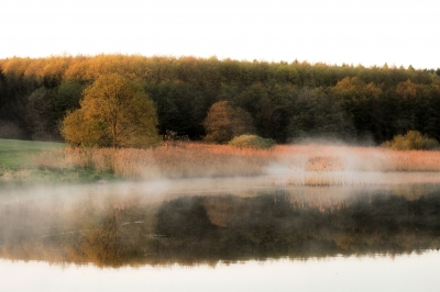Früher Morgen am Teich