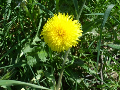 Löwen(zahn)köpfchen