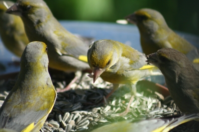 Grünfinken bei der Futteraufnahme