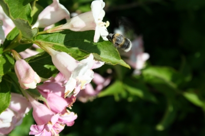 Hummel bei der Arbeit...