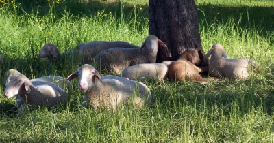 Schafe im Schatten