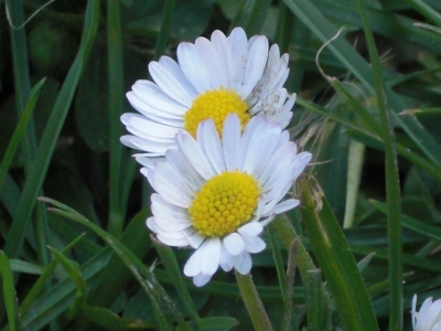 Gänseblume