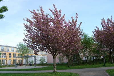 Kirschbaumblüte im Mai