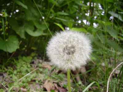 pusteblume