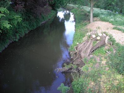 alter Baumstumpf am Wasser