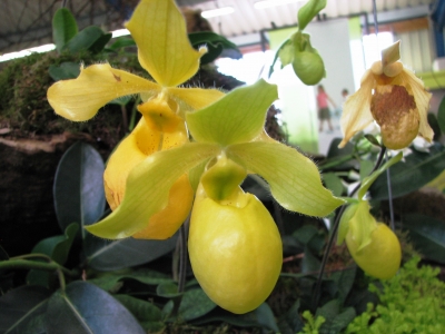 Landesgartenschau Rietberg - Orchideen 4