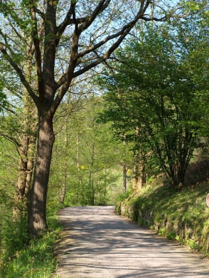 Wald eingang