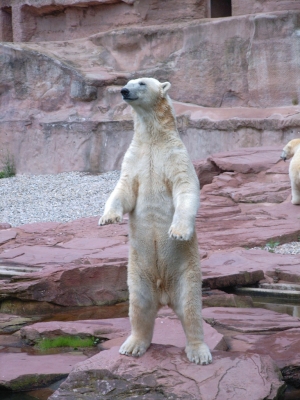 Eisbär macht Männchen
