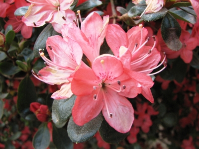 Landesgartenschau Rietberg - Rhododendron