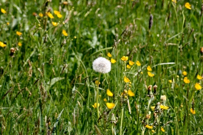 Pusteblume 1