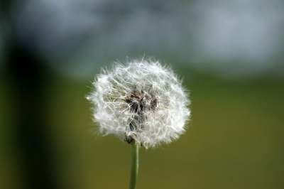 Pusteblume 2