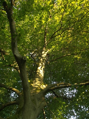 Stadtpark Baum