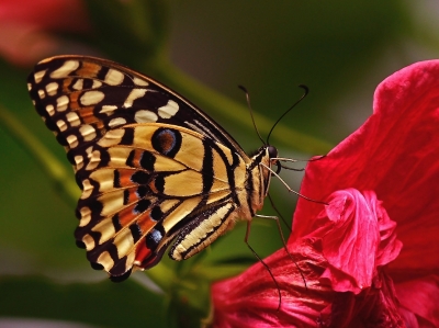 Papilio demoleus